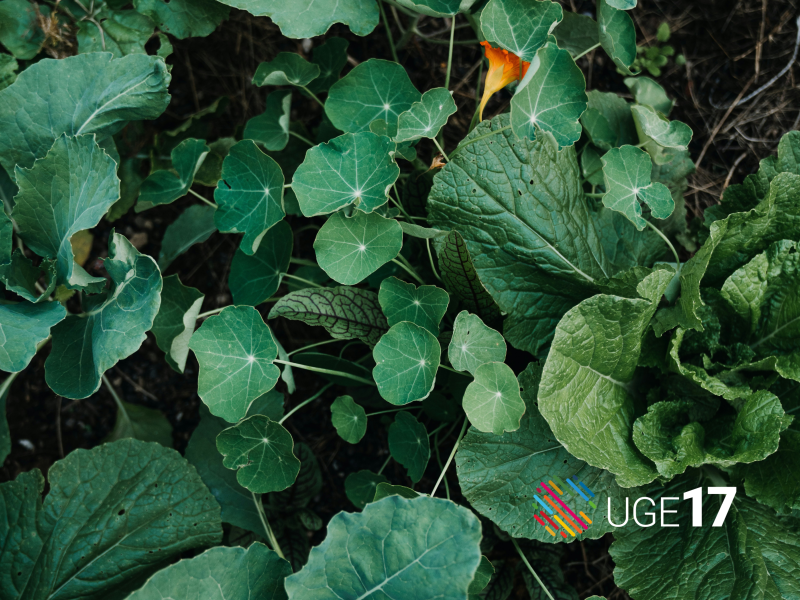 billede af grønne planter