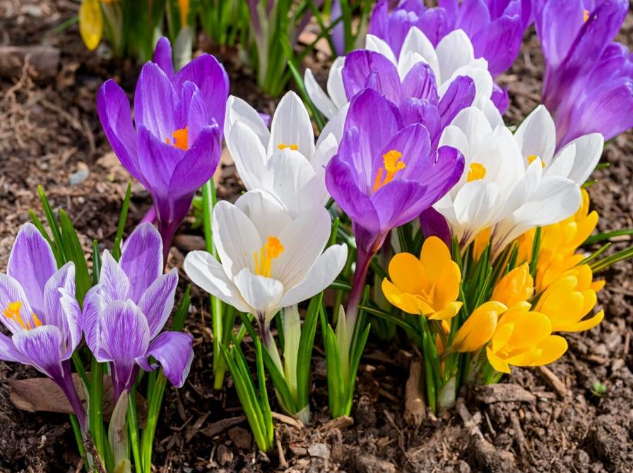Krokos i flere farver kommer op af jorden